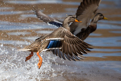 Bird flying over lake