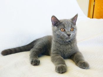 Portrait of cat lying on bed