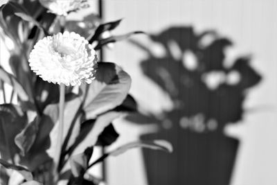 Close-up of flower blooming outdoors