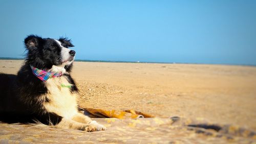 Dog on beach against sky