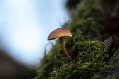 Close-up of mushroom growing on land