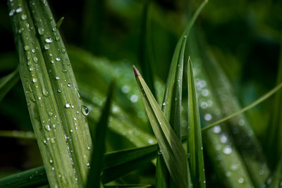 Close-up of wet grass