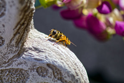 Close-up of insect on flower