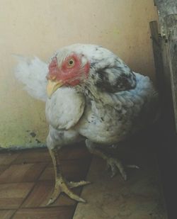 Close-up of two birds