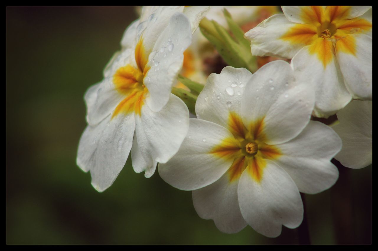 White pansies