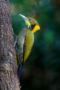 Close-up of bird perching on tree trunk
