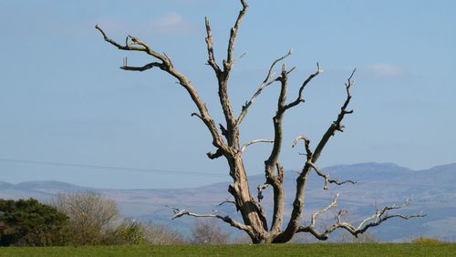 Low angle view of bare tree against sky