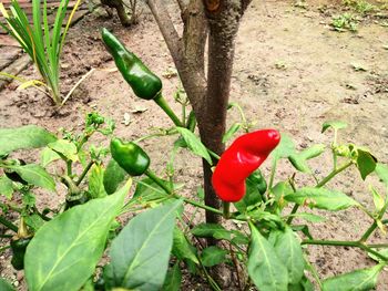 Close-up of red flower growing on tree