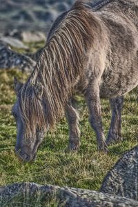 Horse grazing on field