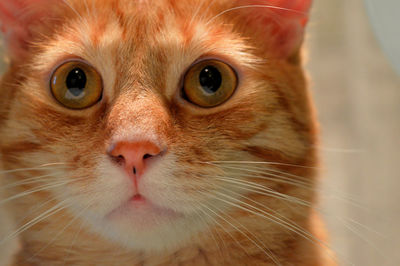 Close-up portrait of cat