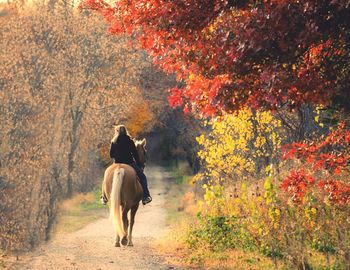 Rear view of woman riding horse amidst trees