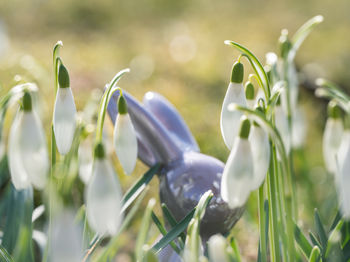 Close-up of purple crocus flowers on field