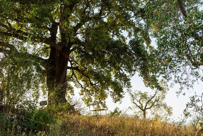 Low angle view of trees in forest against sky