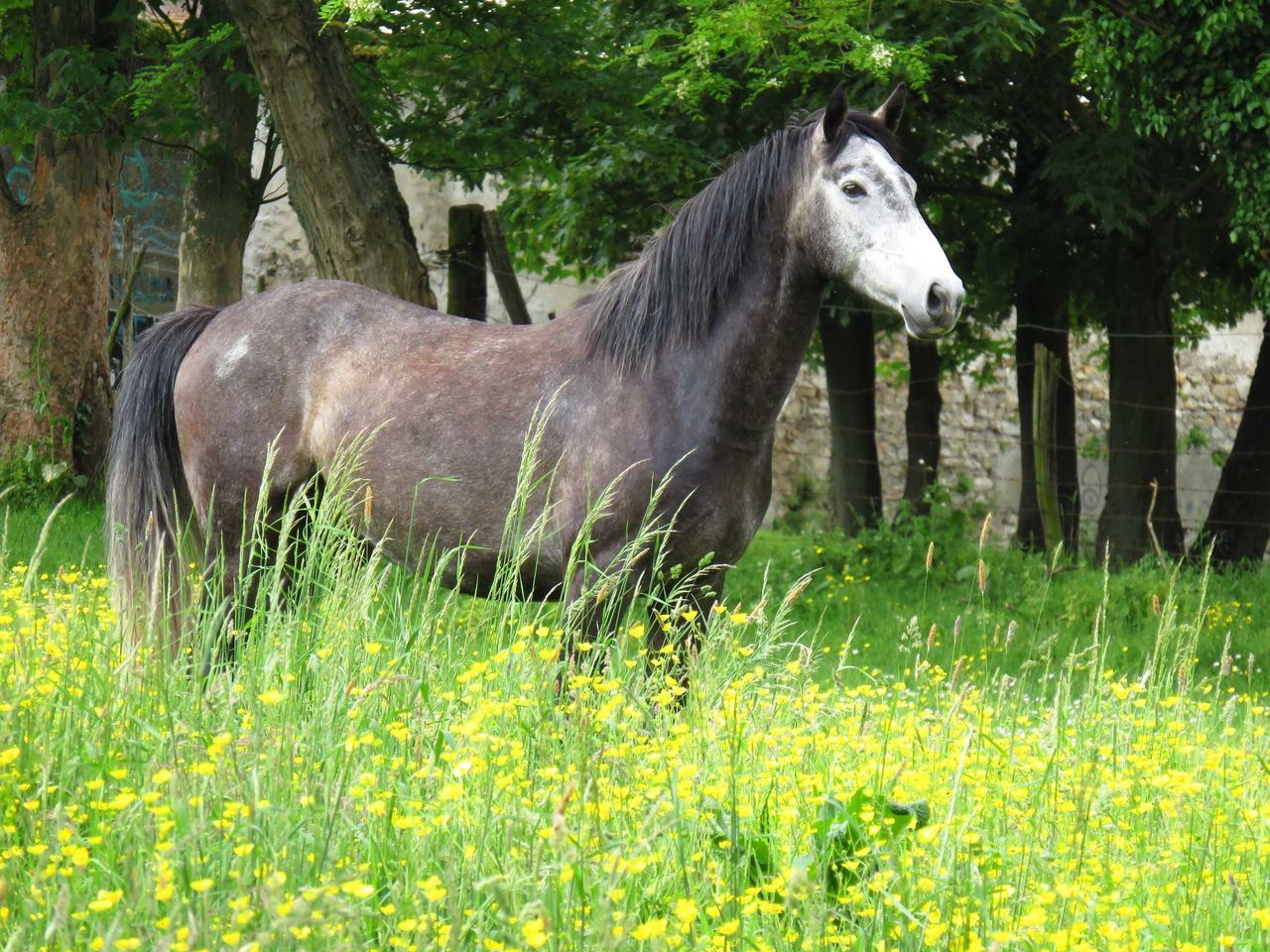 Caballo mirando