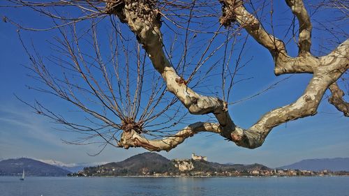 Bare tree by sea against sky