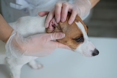 Midsection of woman with dog