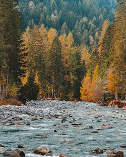 Scenic view of forest during autumn