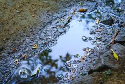 Reflection of plants in puddle