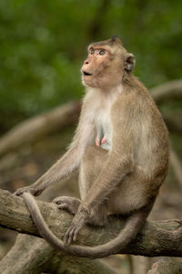 Long-tailed macaque sits on root looking amazed