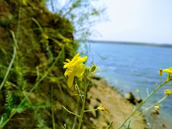 Close-up of yellow flowering plant