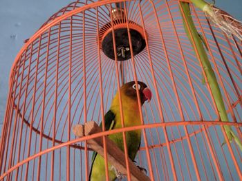 Low angle view of bird sitting in cage