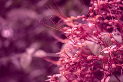 Close-up of pink flowering plant