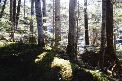 Trees growing in forest