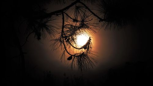 Low angle view of silhouette trees against sky at night