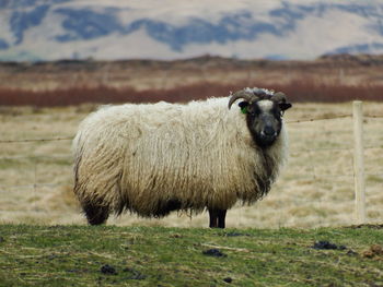 Sheep standing in a field