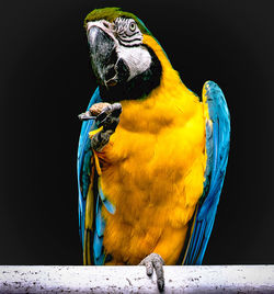 Close-up of parrot perching on wood against black background