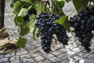 Close-up of grapes growing in vineyard