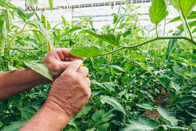 The process of growing tomatoes in an orchard