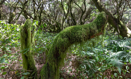 Close-up of moss growing on tree trunk in forest