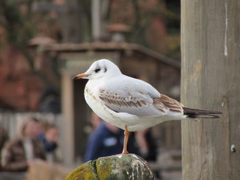 Close-up of seagull