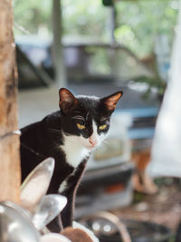 Close-up of a cat