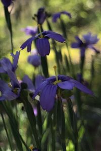 Close-up of purple flowers blooming outdoors