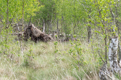 View of an animal on grass