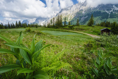 Scenic view of field against sky