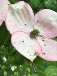 Close-up of pink flower