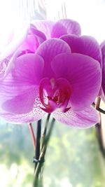 Close-up of pink orchid flowers