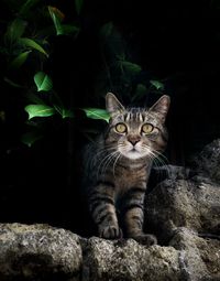 Portrait of cat sitting on rock