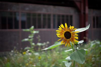 flowering plant