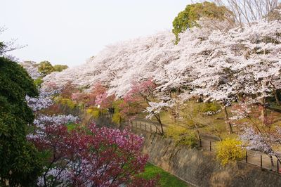 Scenic view of pink flowering tree against sky