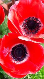 Close-up of red flower