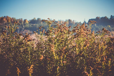 Close-up of flowers growing in field