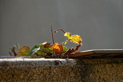 Close-up of insect on plant