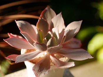 Close-up of white flowering plant