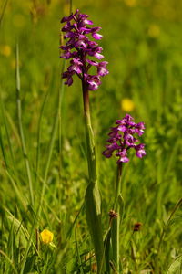 Close-up of purple flowering plant on land