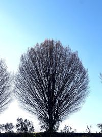 Low angle view of silhouette tree against clear blue sky
