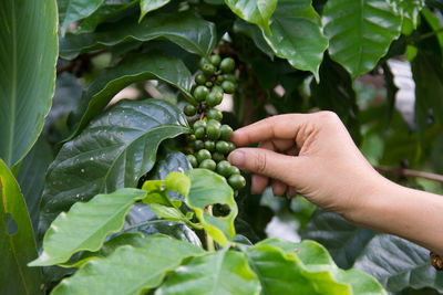 Cropped hand of man picking fruits from plants